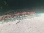 Bichir Fish