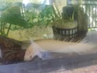 Bichir Fish