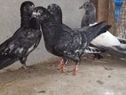 Bicok Pakistan Pigeon