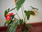 Bicolor Anthurium Flower