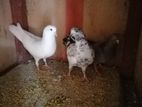 Pigeons