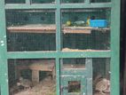 Birds Cage