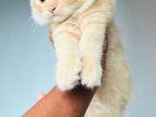Persian Kitten
