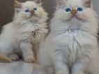 Big Bone Persian Kittens