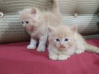 Persian Kittens