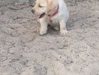 Labrador Puppies
