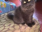 Big Born Pure Persian Male Kitten
