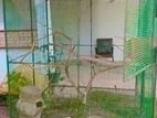 Big Bird Cage