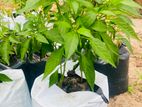 Big Chilli Plant