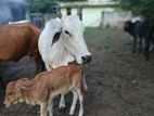 Big Cow