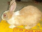 Big Female Rabbit