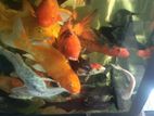 Carp Fish