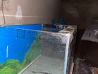 Big Fish Tank