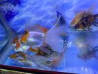 Big Gold Fish