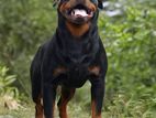 Rottweiler Dog