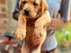 Golden Retriver Puppies