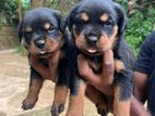 Big Head Rottweiler Puppy