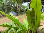 big plant