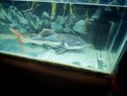 Big Red Tail Catfish