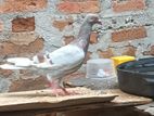 Pigeons