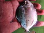 Big Size Doller Fish