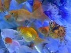 BIG SIZE GOLD FISH