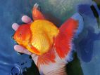 Big Size Orenda Gold Fish
