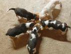 Beagle Puppy