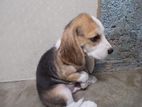 Beagle Puppy