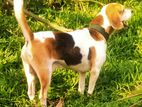 Beagle Male Dog