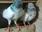 Pigeons