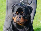 Biggest Rottweiler for Crossing