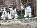 Beagle Dogs විකිණීමට ඇත