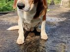 Beagle Puppy
