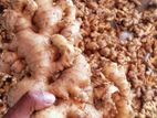 බීරැන්ගුම් බීජ ඉගුරු
