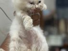 Persian Kittens