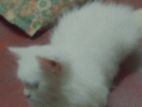 Persian Cat