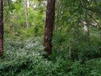 Land for Sale in Bibile