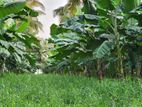 Bingiriya- banana and coconut cultivated land for sale (SSPL-413)