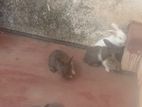 Rabbits