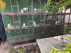 Bird Breeding Cages