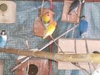 African Love Bird with Cage