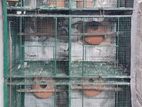 Bird Cage With Love Birds