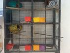 Bird Cage