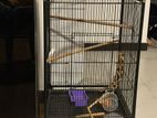 Bird Cage