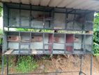 Bird Cage