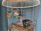 Bird Cage