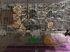 Bird Cage
