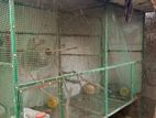 Bird Cage