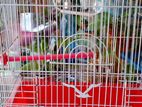 Bird cage